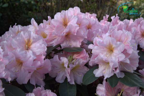 Rhododendron Madleen